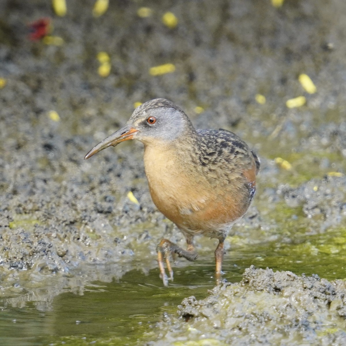 Virginia Rail - ML619710887