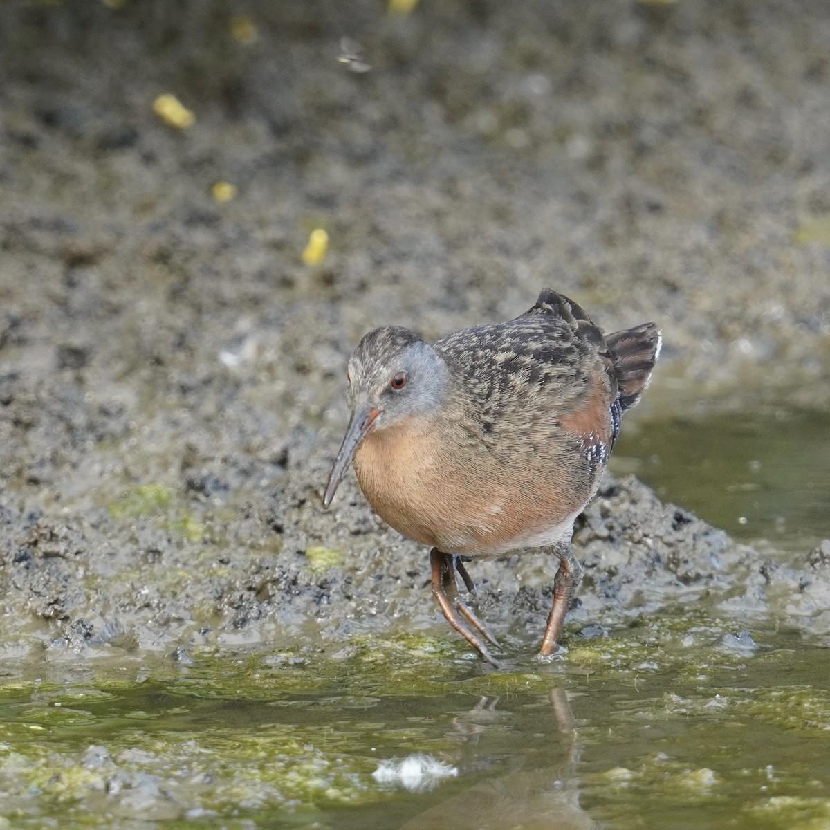 Virginia Rail - ML619710888