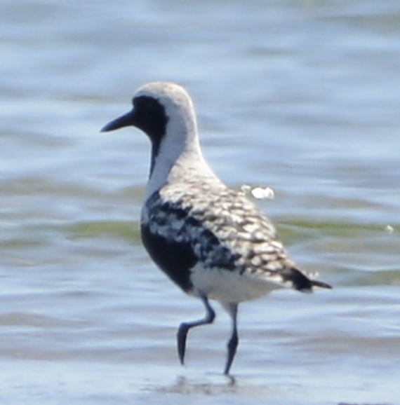 Black-bellied Plover - ML619710896