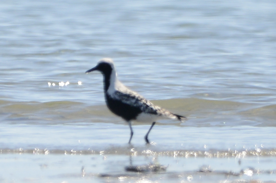 Black-bellied Plover - ML619710897