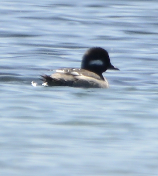 Bufflehead - ML619710898