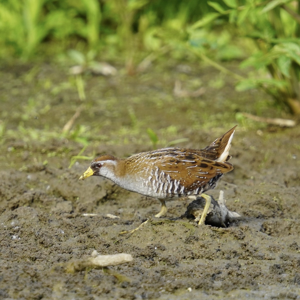 Carolinasumpfhuhn - ML619710900