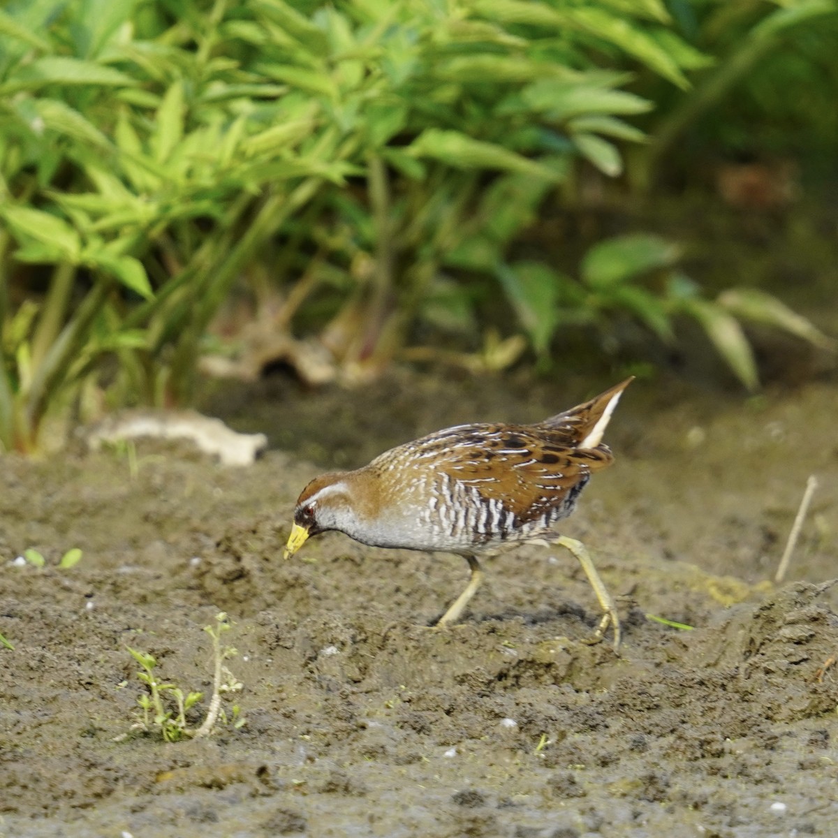 カオグロクイナ - ML619710902