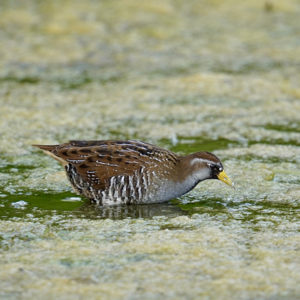 Polluela Sora - ML619710903