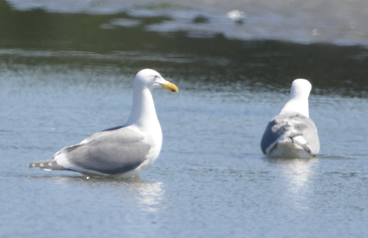 Glaucous-winged Gull - ML619710905