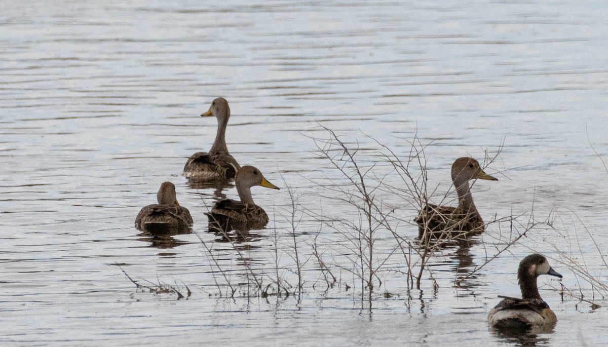 Yellow-billed Pintail - ML619710906