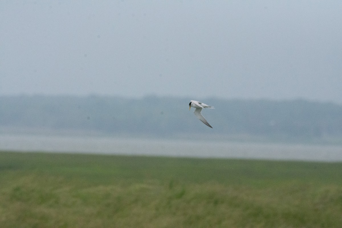 Least Tern - Libby Errickson