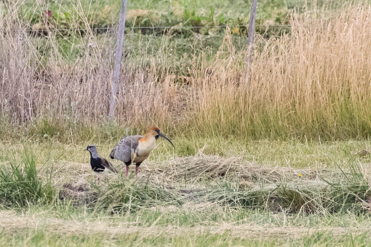 Black-faced Ibis - ML619710925