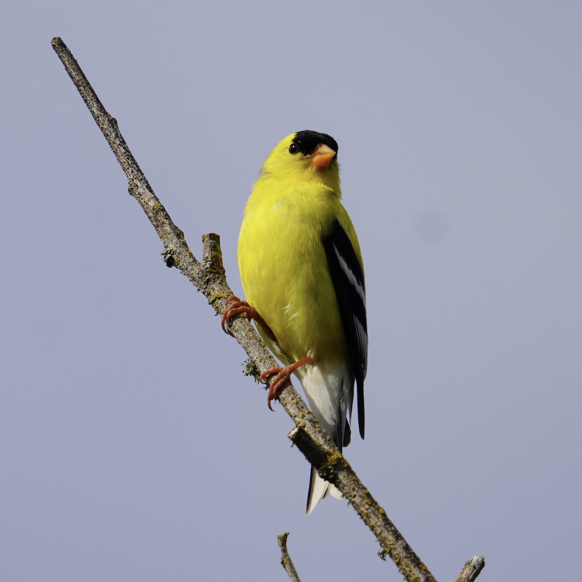 American Goldfinch - ML619710940