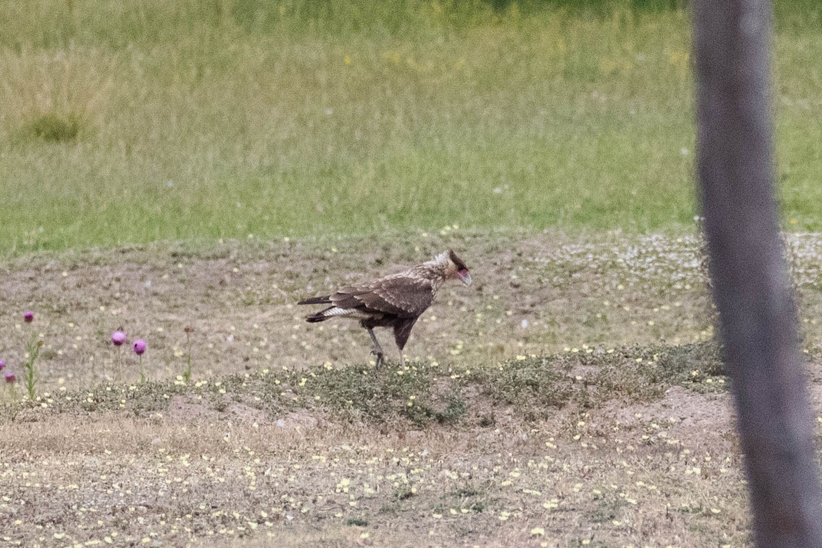 Caracara huppé - ML619710946