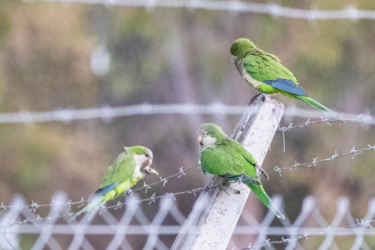 Monk Parakeet - ML619710948