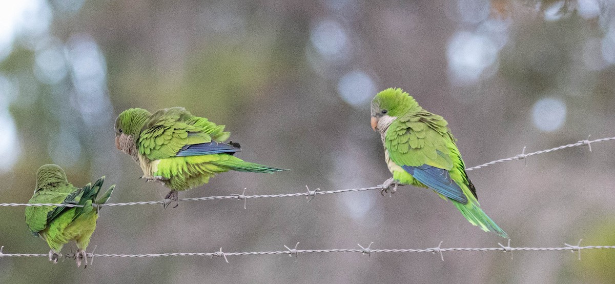 Monk Parakeet - ML619710952