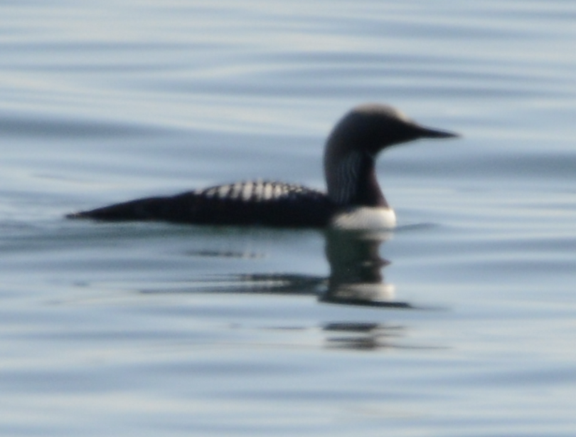 Pacific Loon - ML619710957