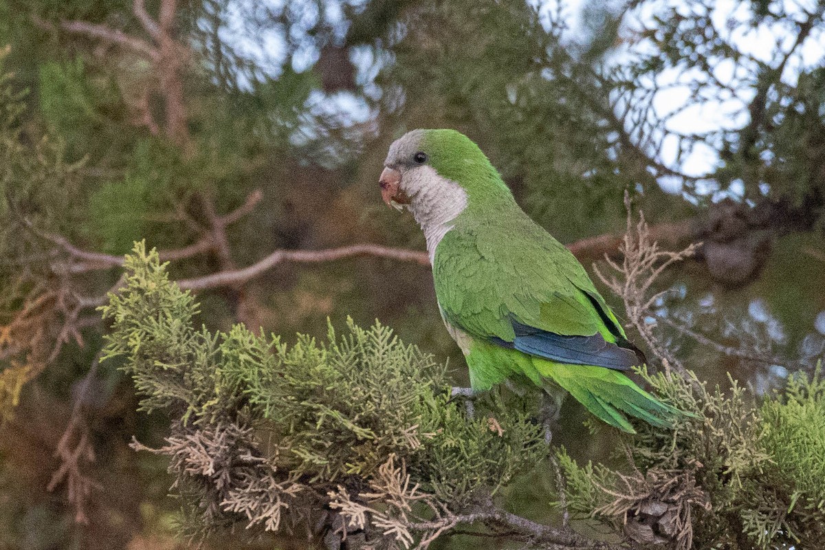 Monk Parakeet - ML619710958