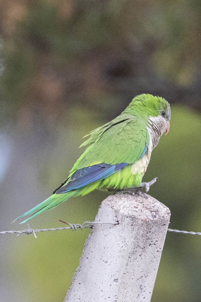 Monk Parakeet - ML619710961