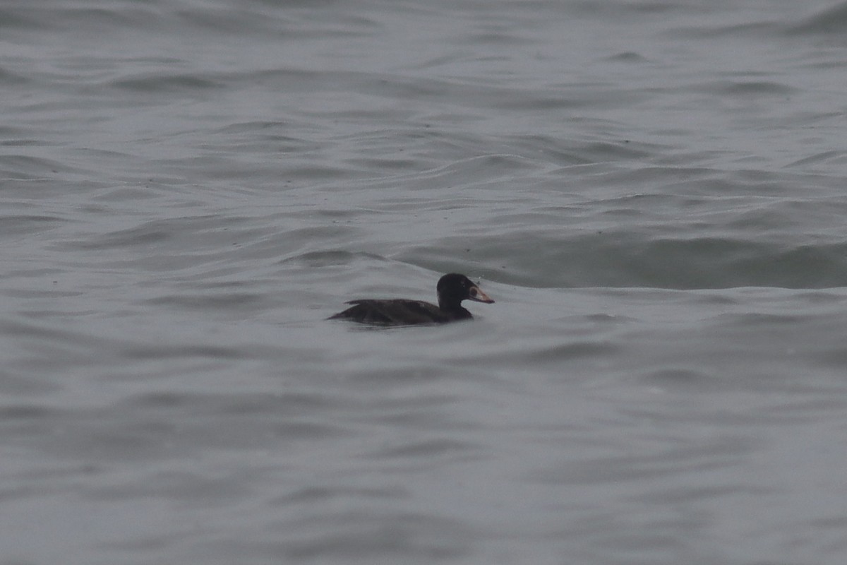 Surf Scoter - ML619710976