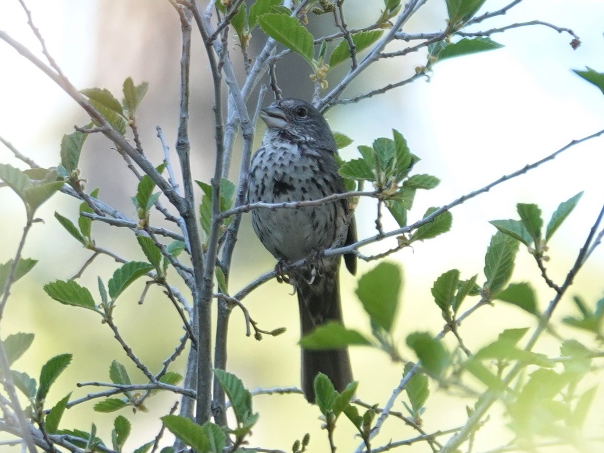 Fox Sparrow (Thick-billed) - ML619710988