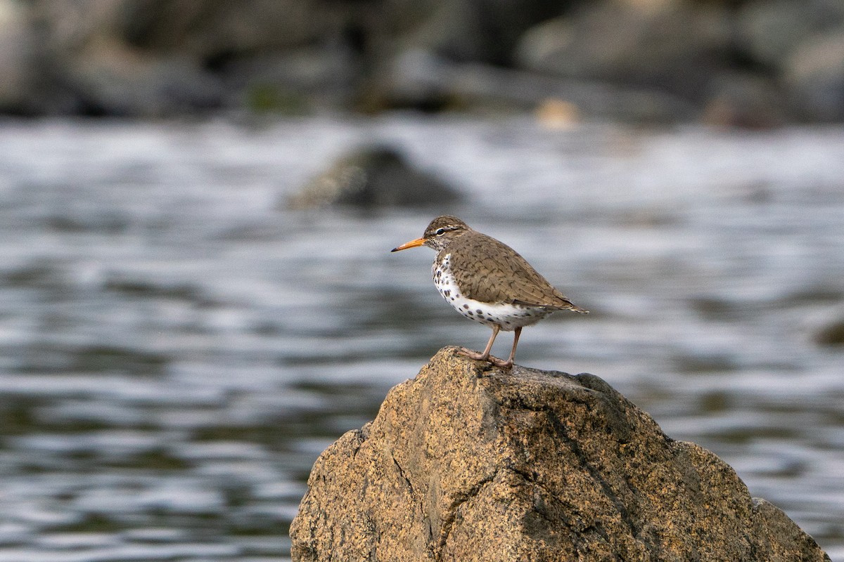 Spotted Sandpiper - ML619710992