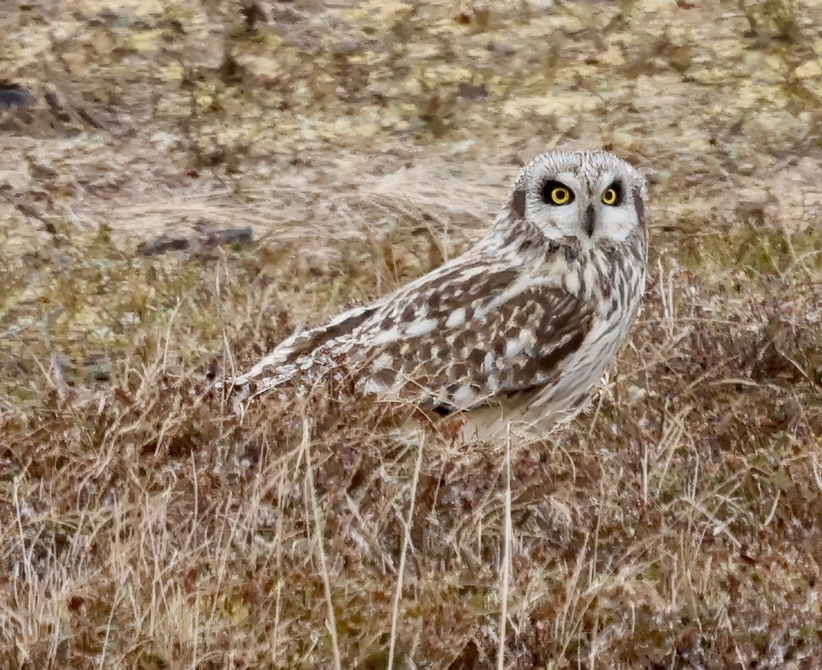 Short-eared Owl - Jan Hansen