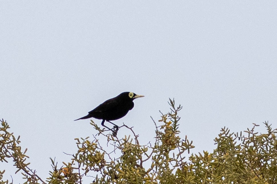 Spectacled Tyrant - ML619711006