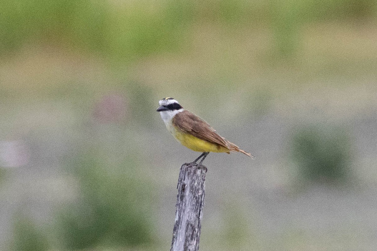 Great Kiskadee - ML619711021