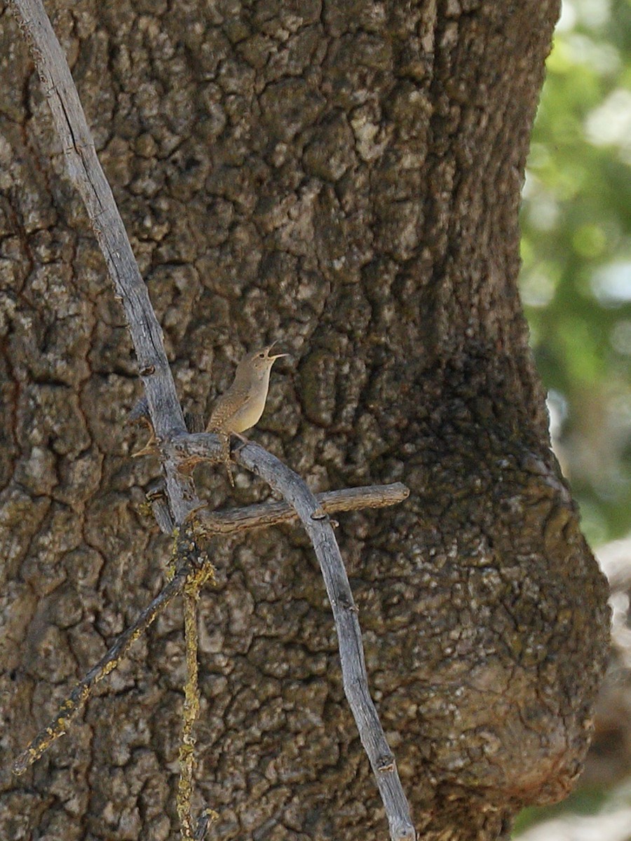 House Wren - ML619711026