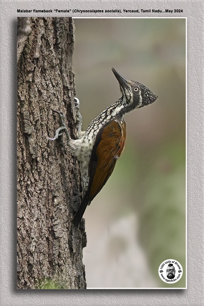 Malabar Flameback - ML619711029