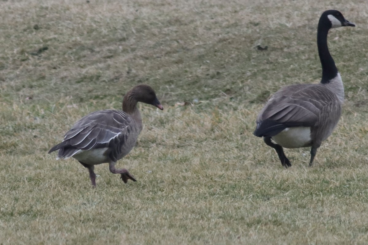 Pink-footed Goose - ML619711044