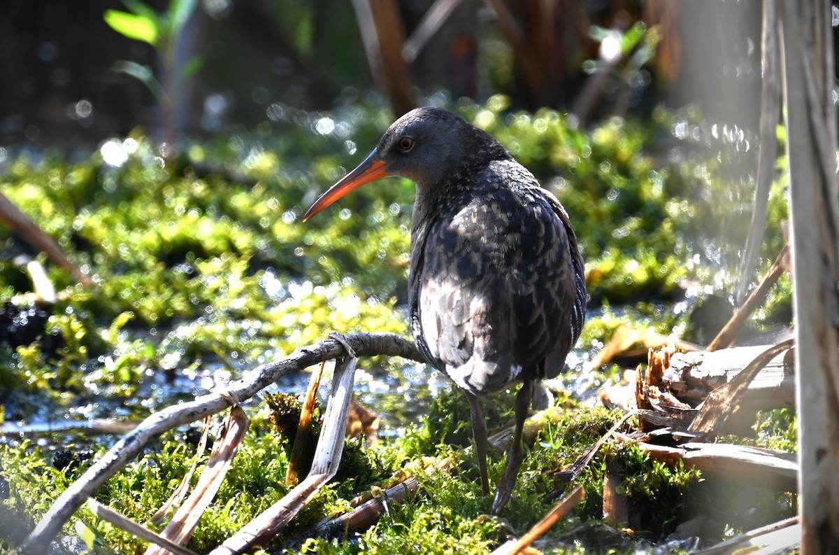 Virginia Rail - ML619711060