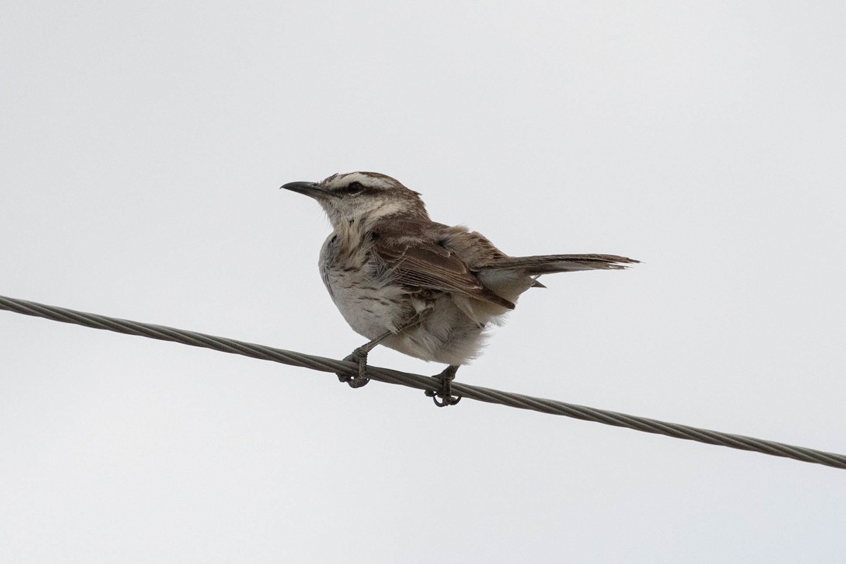 Chalk-browed Mockingbird - ML619711064