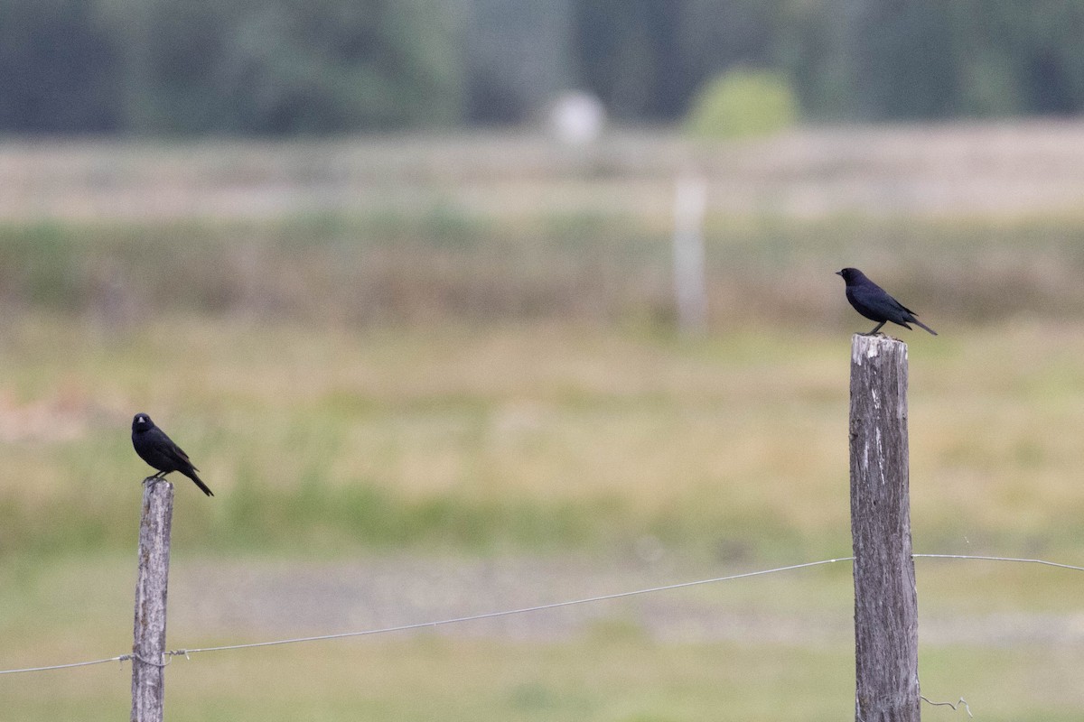 Shiny Cowbird - ML619711068