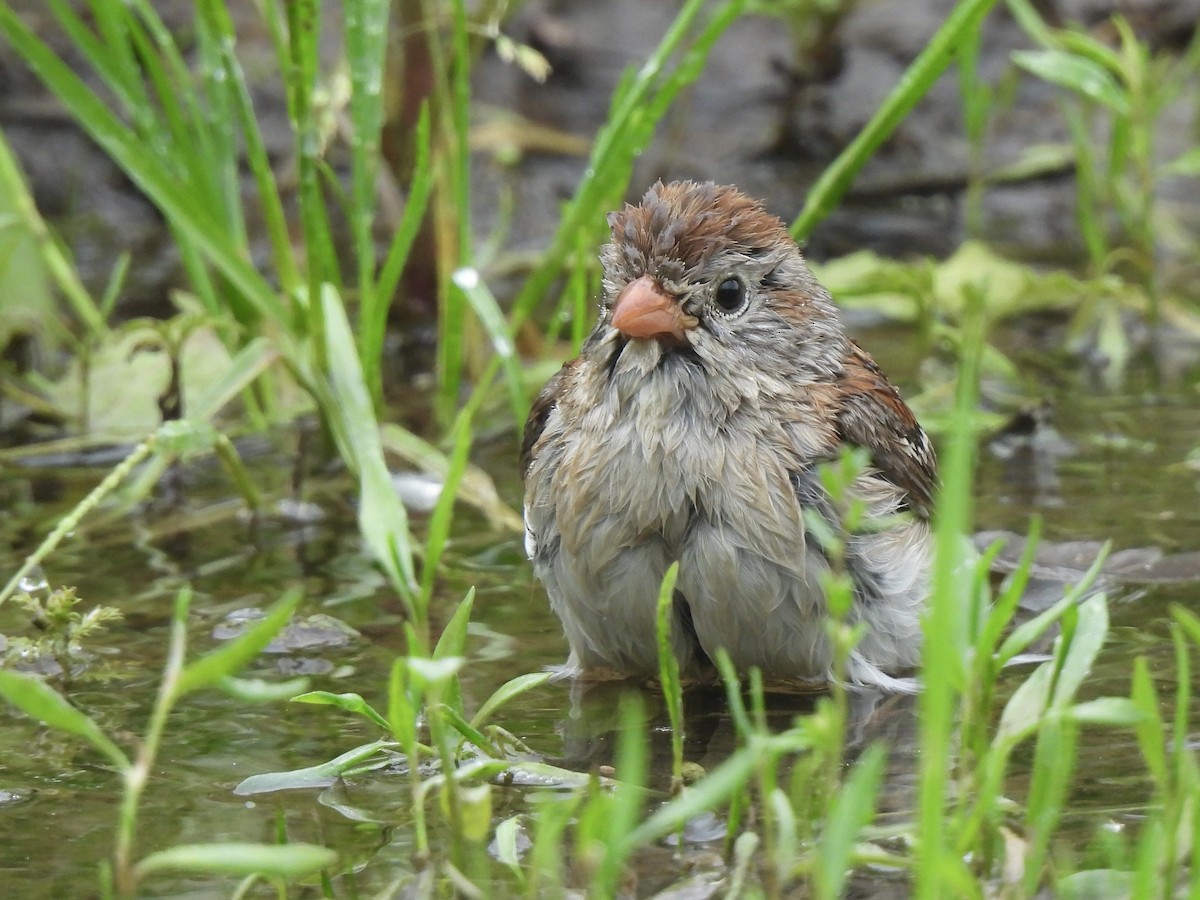 Field Sparrow - ML619711070