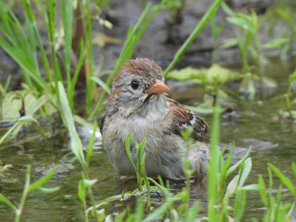 Field Sparrow - ML619711071