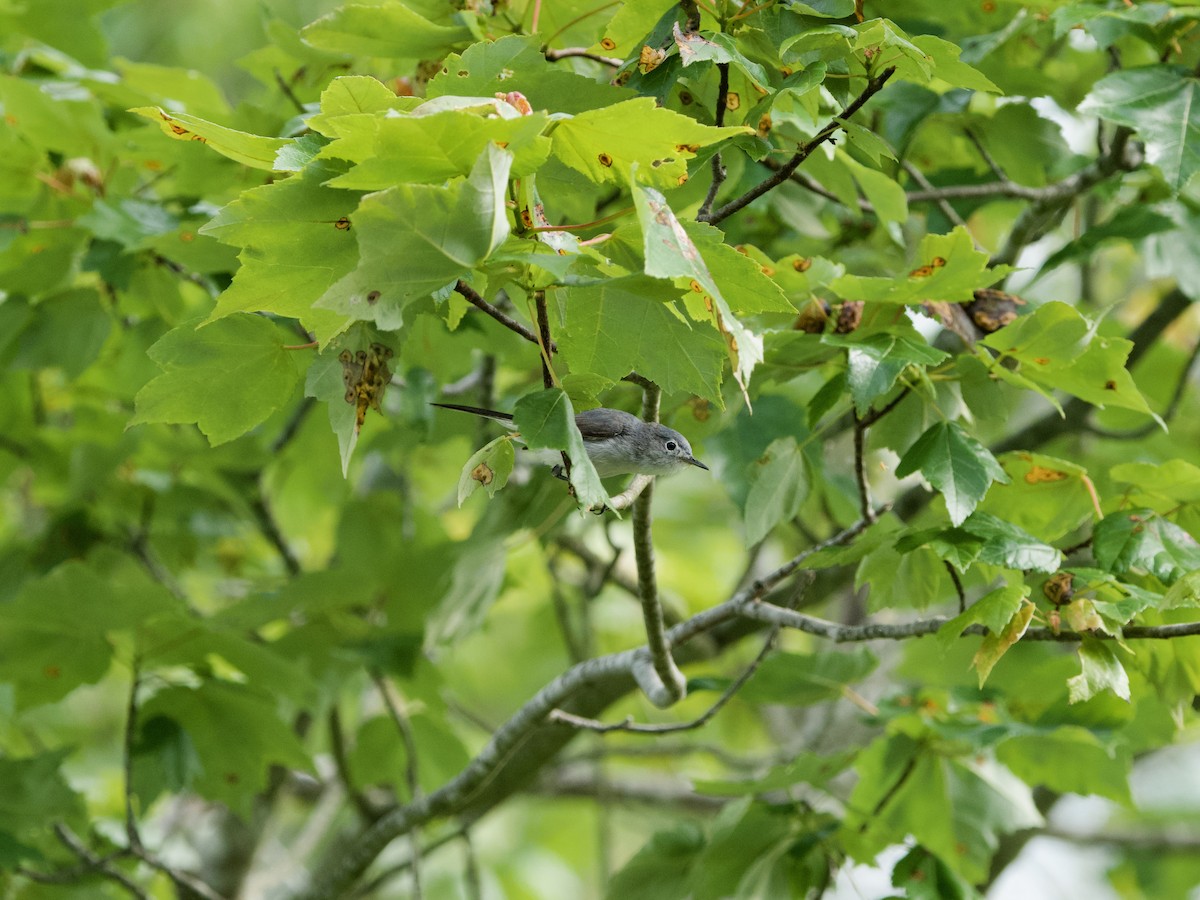 Blue-gray Gnatcatcher - ML619711105