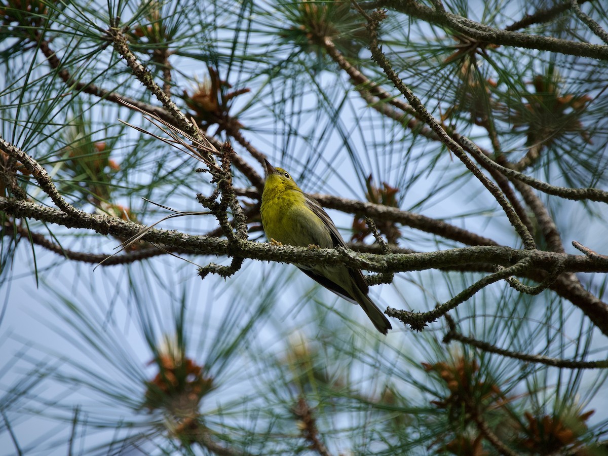 Pine Warbler - ML619711122