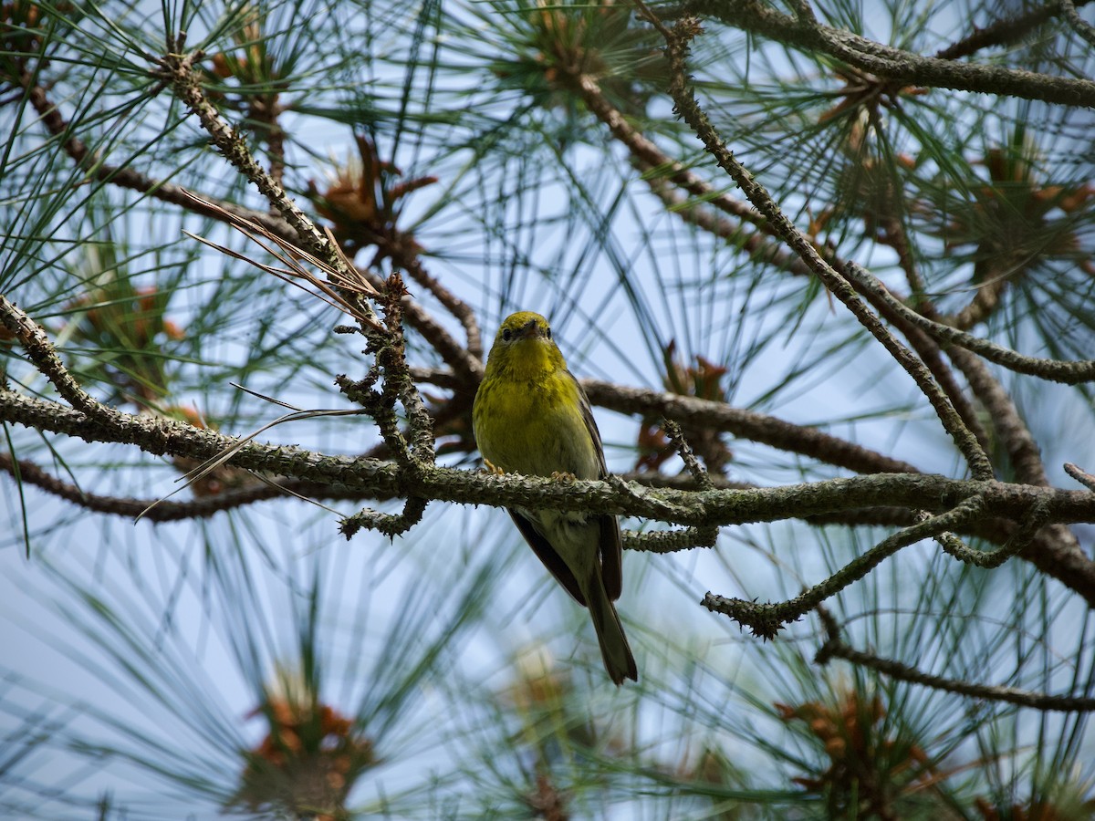 Pine Warbler - Nick Leiby