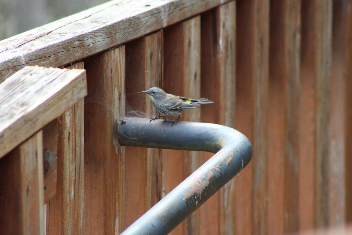 Yellow-rumped Warbler - ML619711135