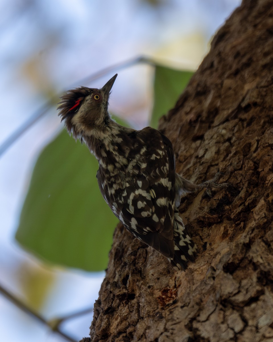 Brown-capped Pygmy Woodpecker - ML619711147