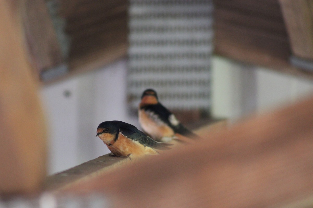 Barn Swallow - ML619711155