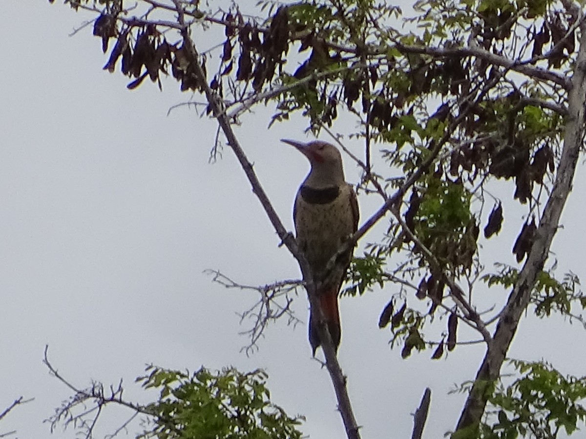 Northern Flicker (Yellow-shafted x Red-shafted) - ML619711156