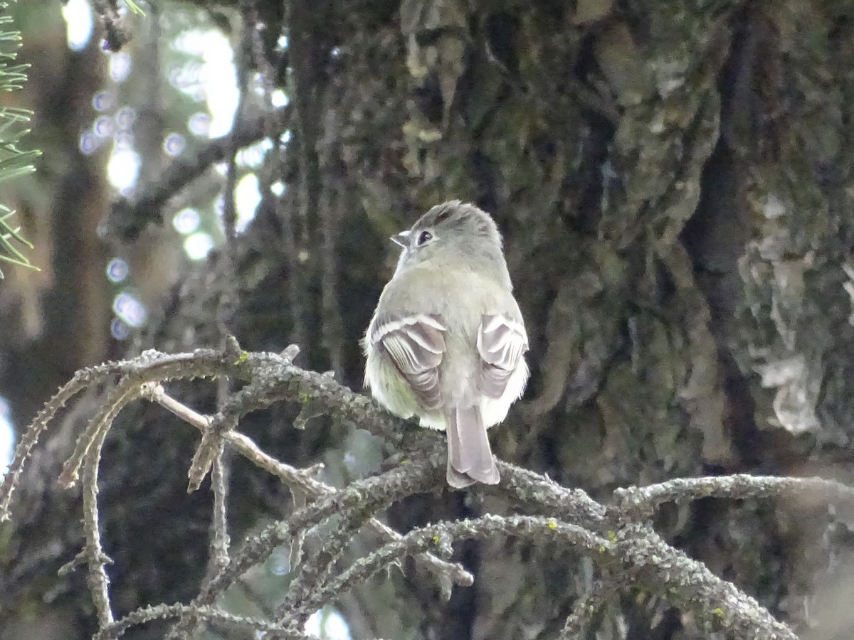 Hammond's Flycatcher - ML619711159