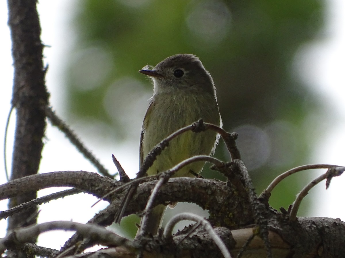 Hammond's Flycatcher - ML619711162