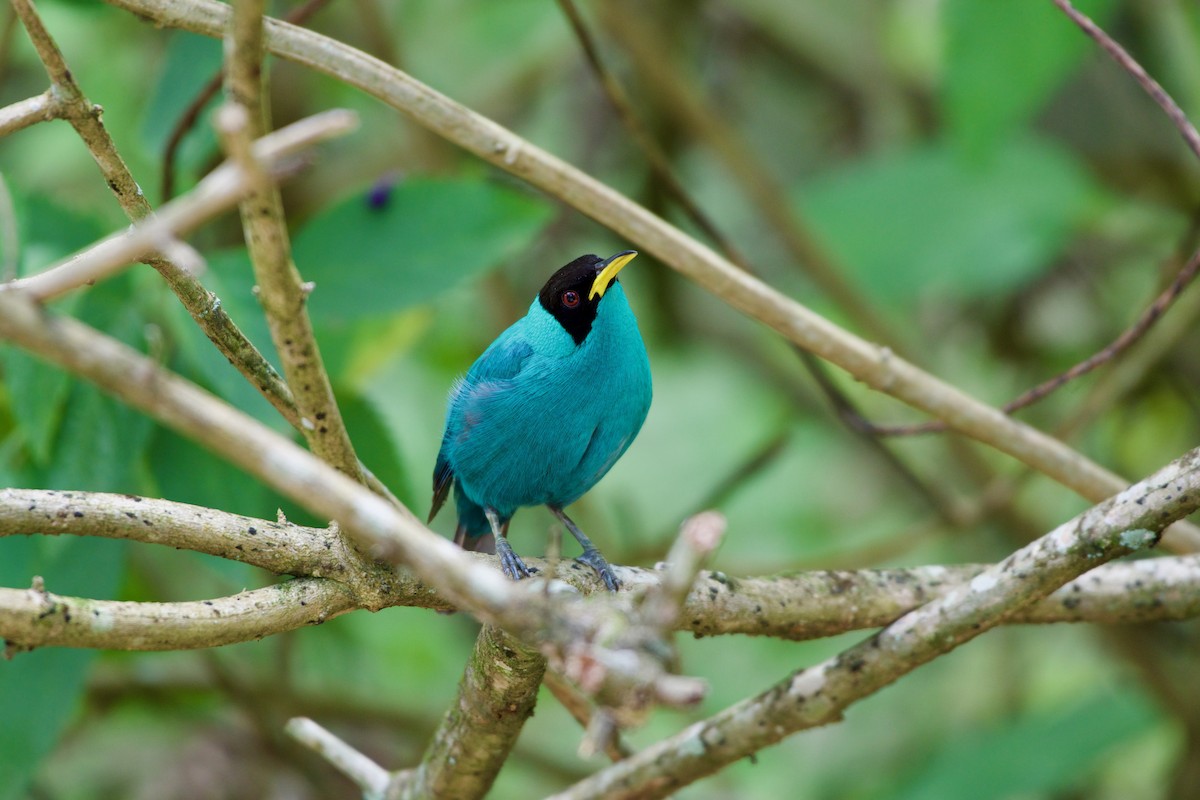 Green Honeycreeper - ML619711194