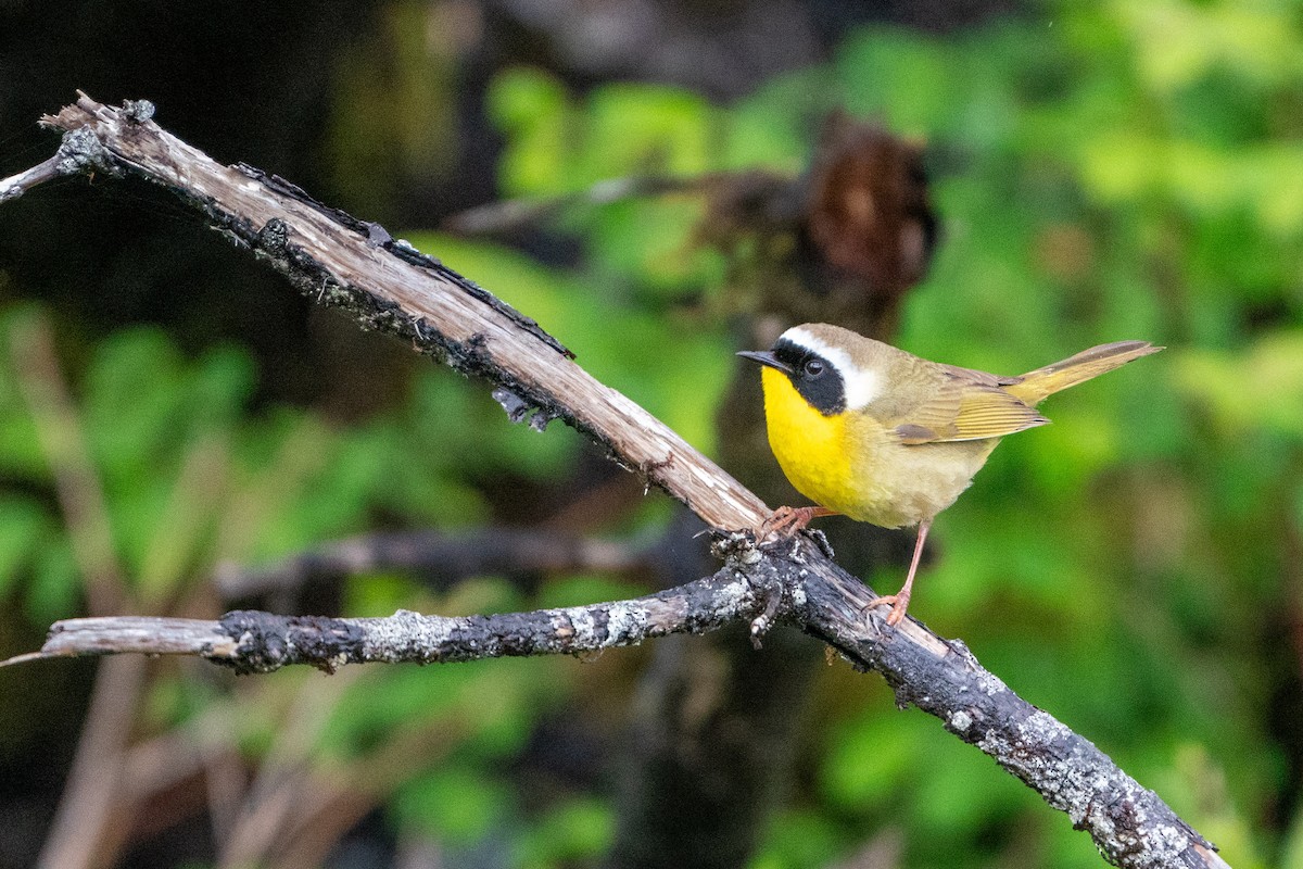 Common Yellowthroat - ML619711196