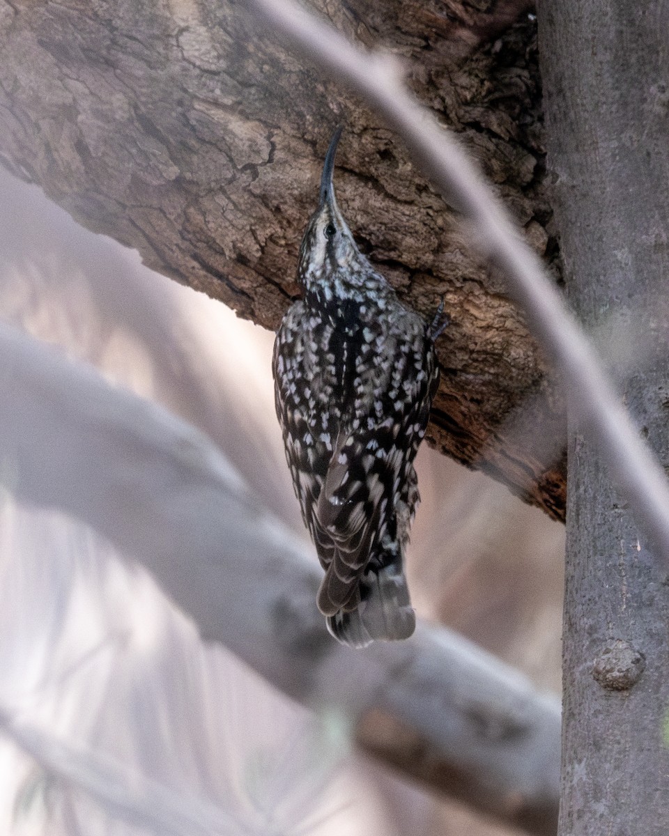 Indian Spotted Creeper - ML619711210