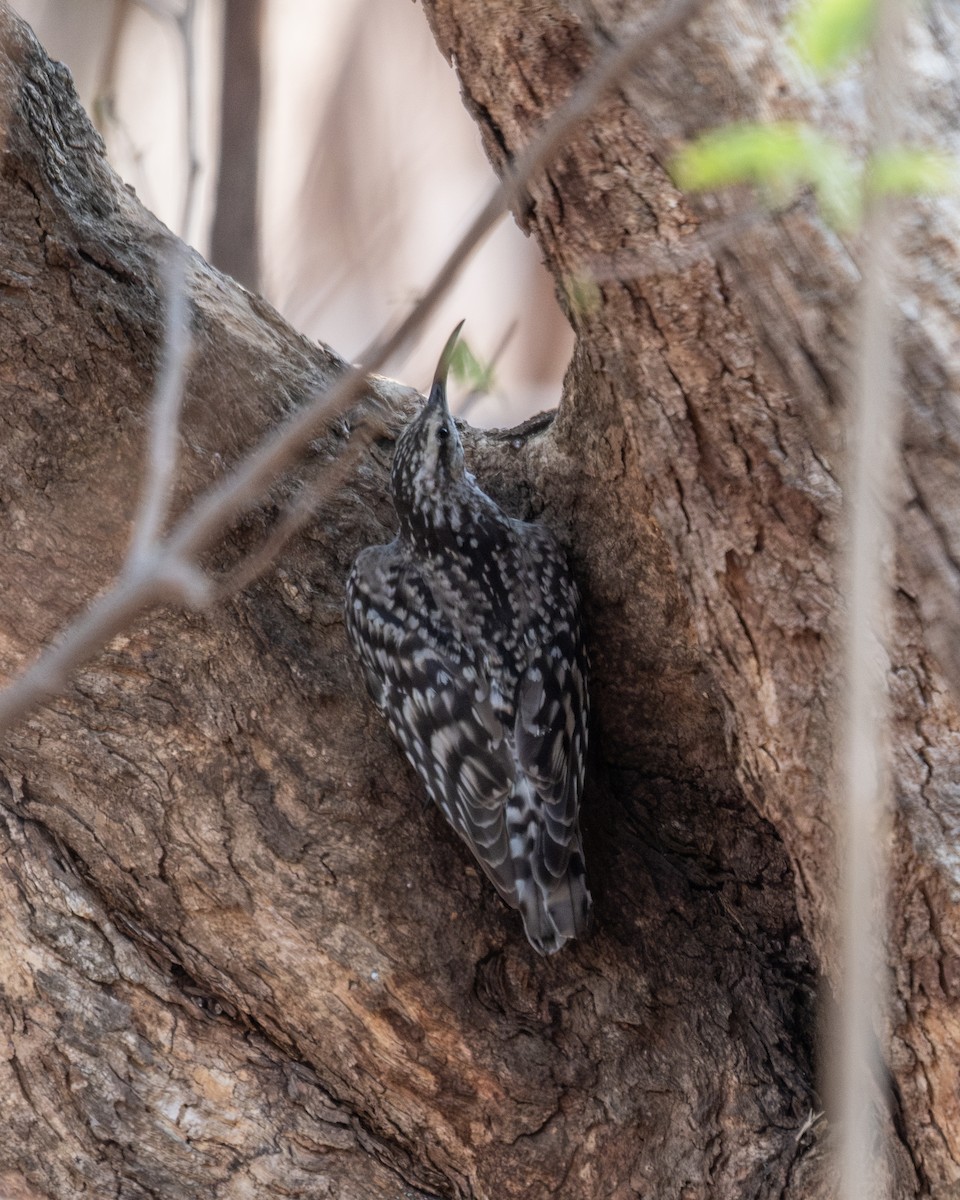 Indian Spotted Creeper - ML619711211