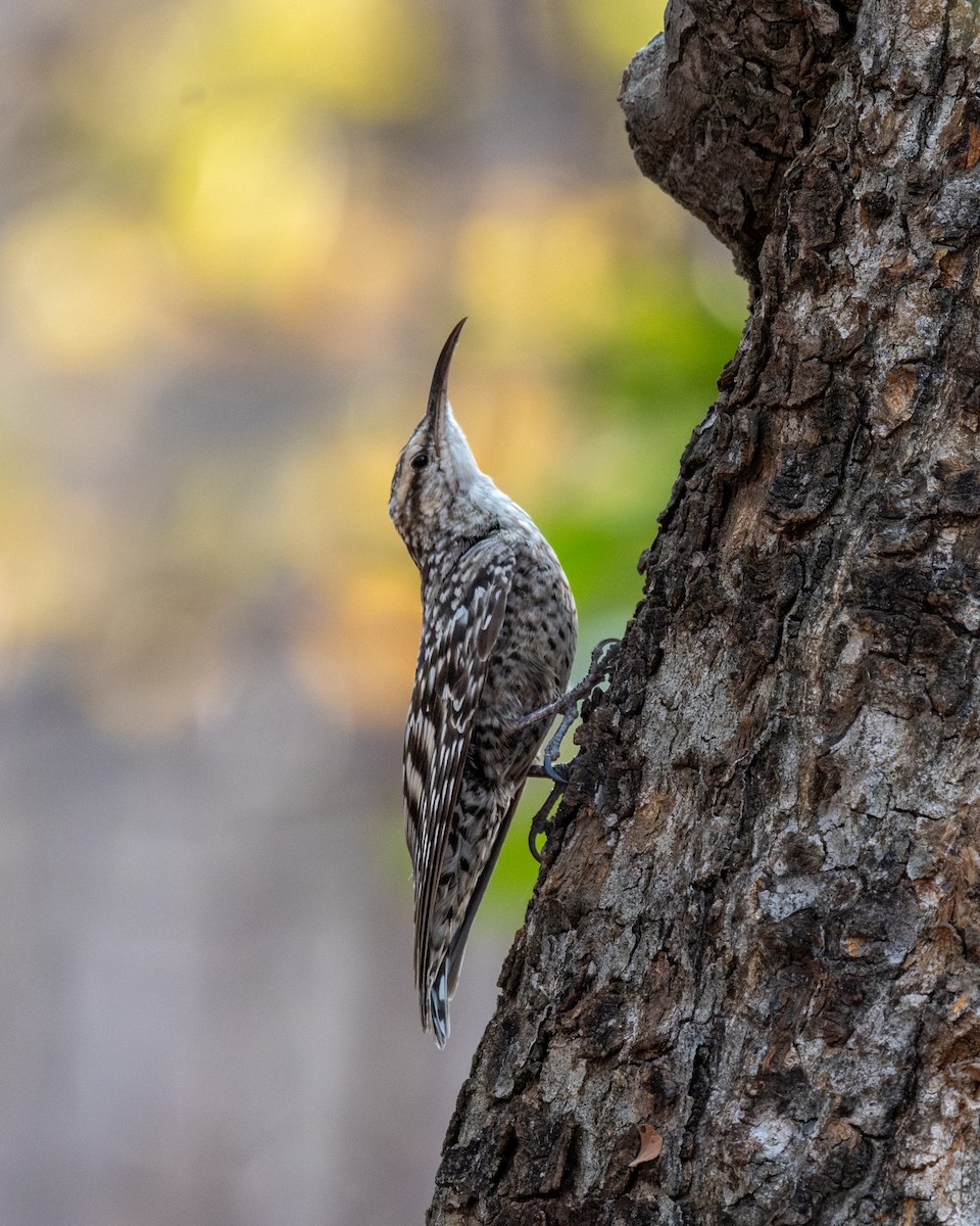 Indian Spotted Creeper - Vinay Chittora