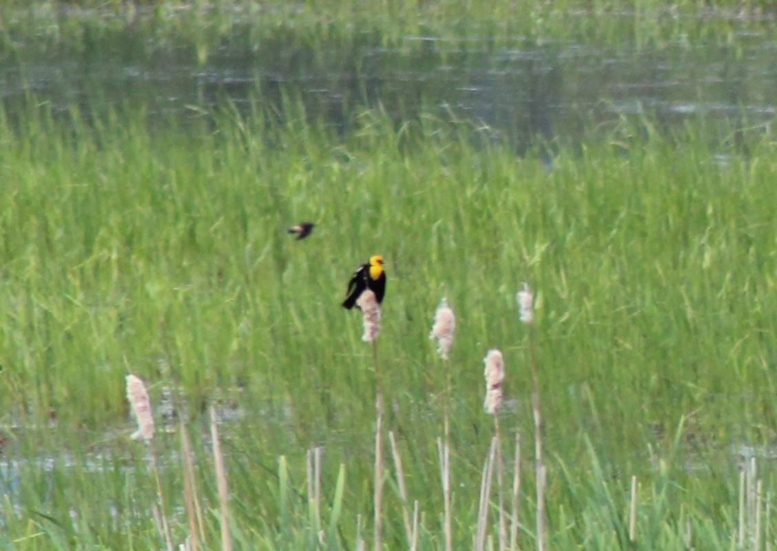 Yellow-headed Blackbird - ML619711214