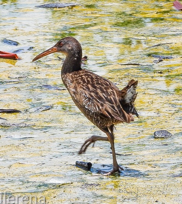 Clapper Rail - Orlando Llerena