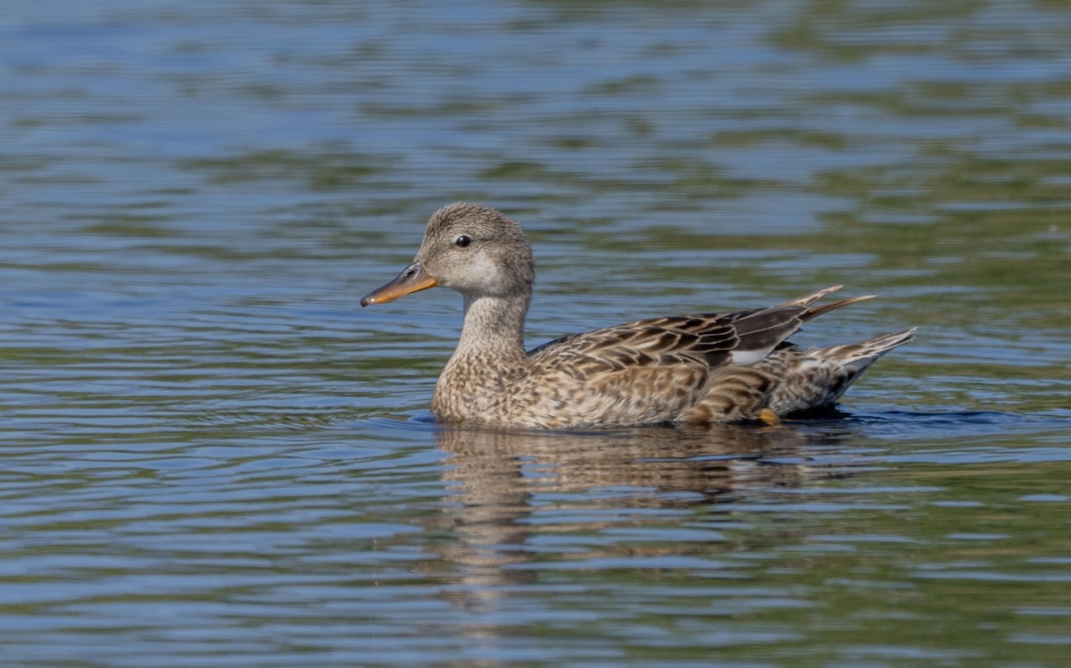 Gadwall - ML619711272